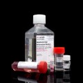 Hepatocyte medium for upcyte® and primary cells