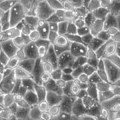 upcyte® hepatocytes