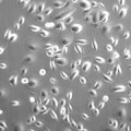 upcyte® keratinocytes