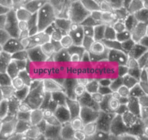 Hepatocytes 