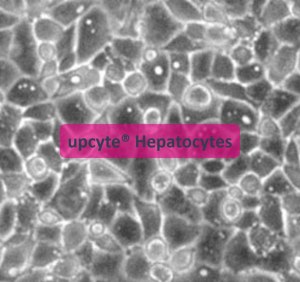 Hepatocytes