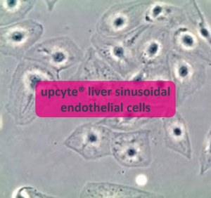 upcyte® liver sinusoidal endothelial cells